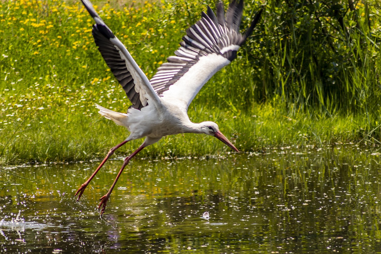 stork, flight, plumage, wing, alsace, wings